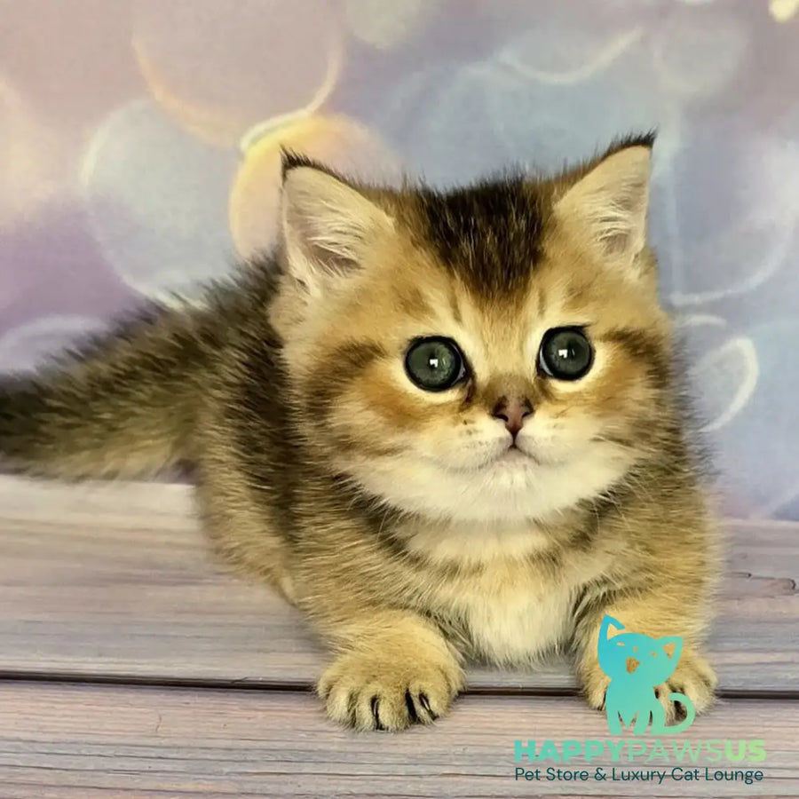 Bumble Munchkin male black golden ticked tabby - live animals