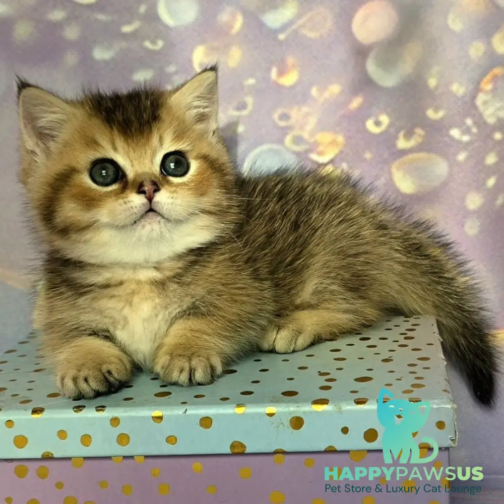 Bumble Munchkin male black golden ticked tabby - live animals