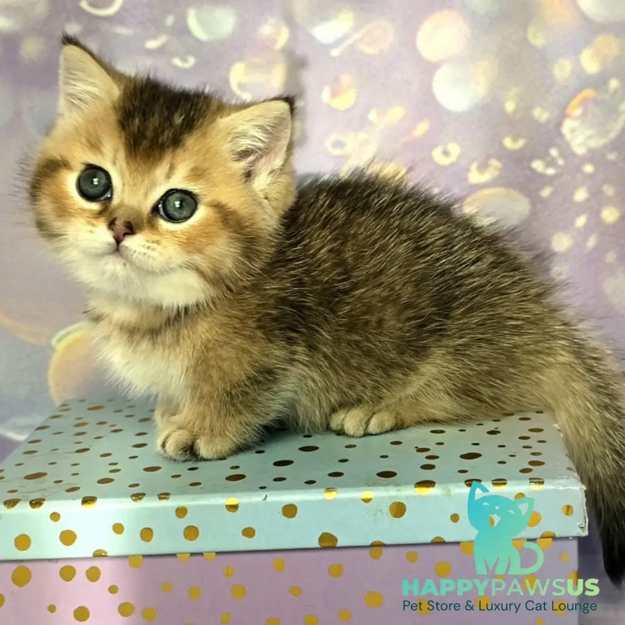 Bumble Munchkin male black golden ticked tabby - live animals