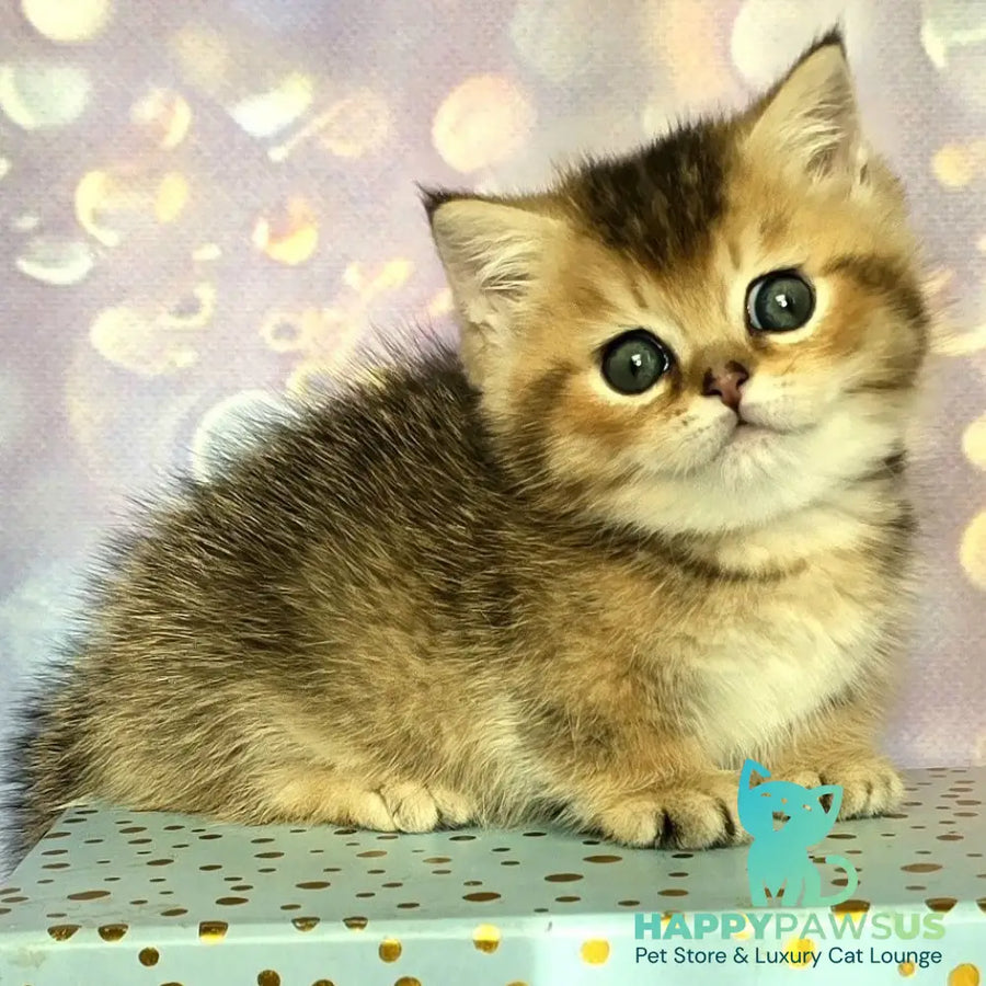 Bumble Munchkin male black golden ticked tabby - live animals