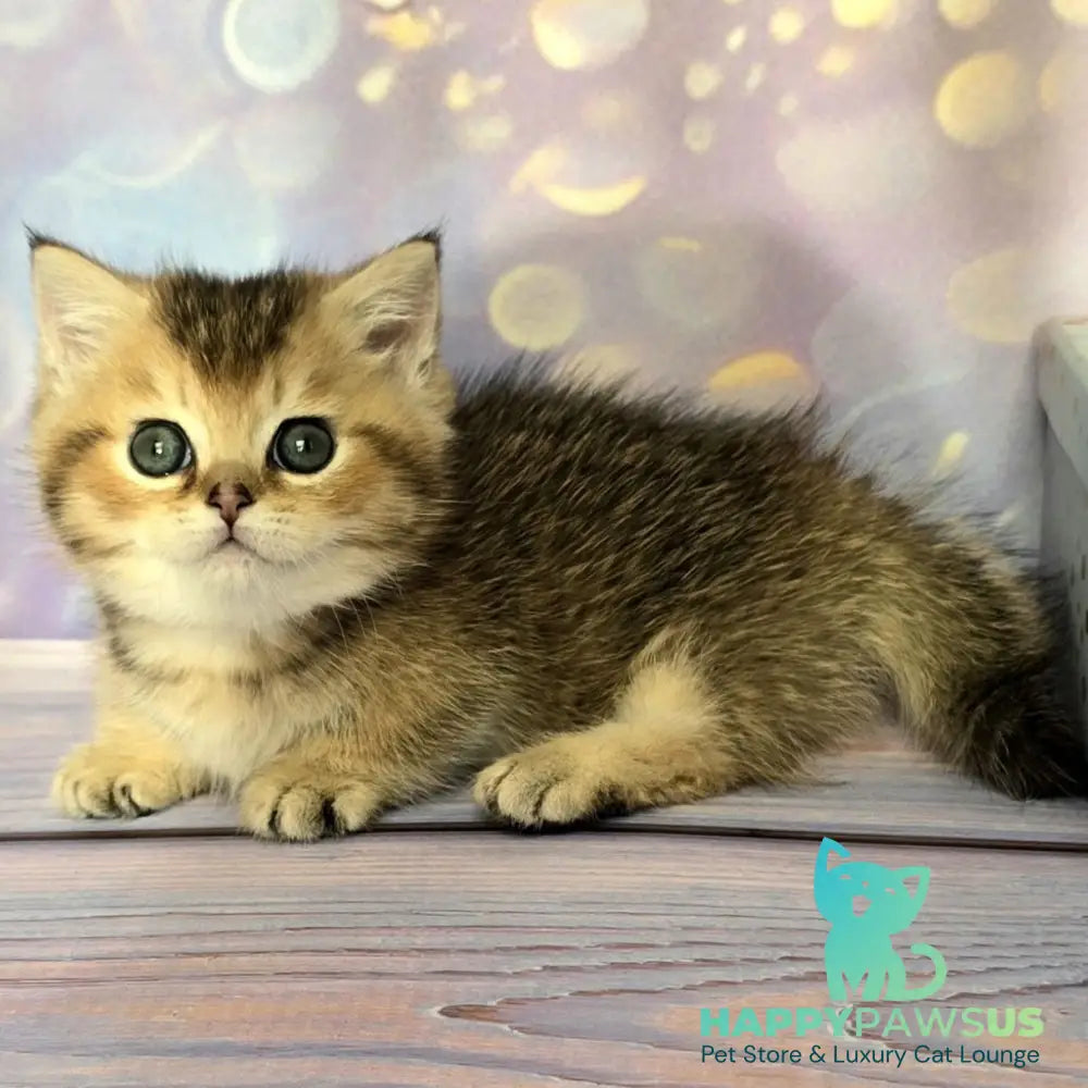 Bumble Munchkin male black golden ticked tabby - live animals