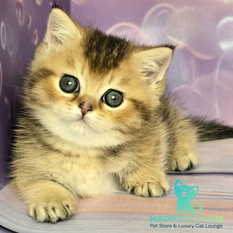Bumble Munchkin male black golden ticked tabby - live animals