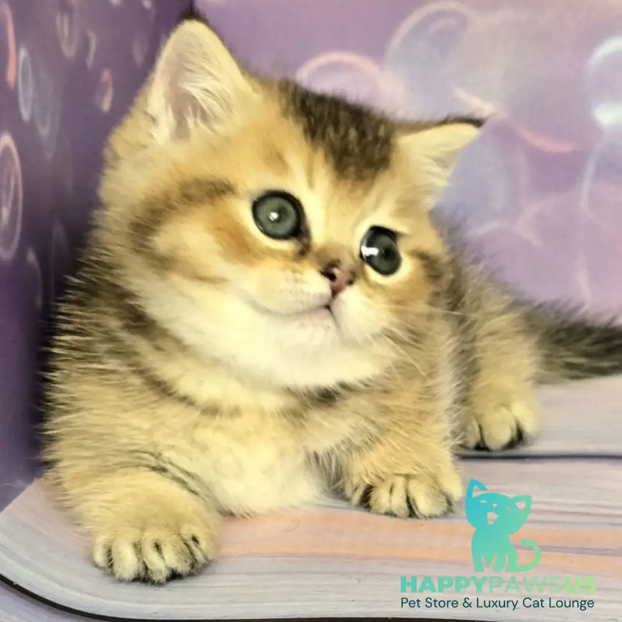 Bumble Munchkin male black golden ticked tabby - live animals