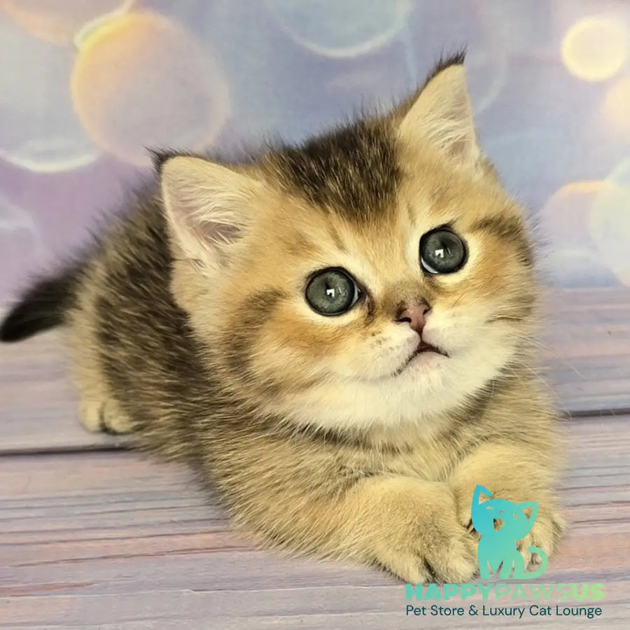 Bumble Munchkin male black golden ticked tabby - live animals