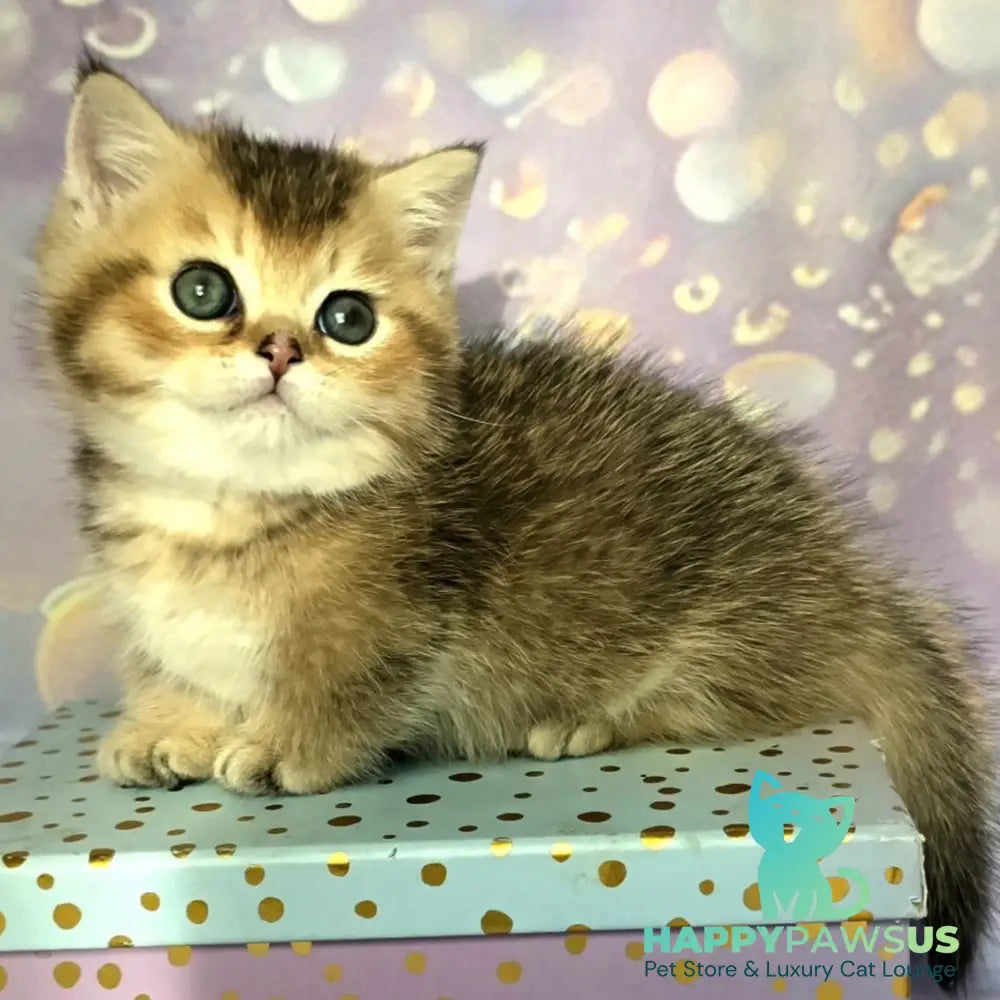 Bumble Munchkin male black golden ticked tabby - live animals