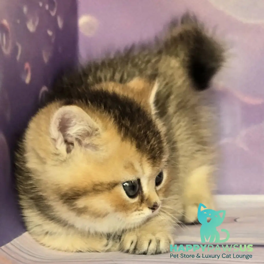 Bumble Munchkin male black golden ticked tabby - live animals