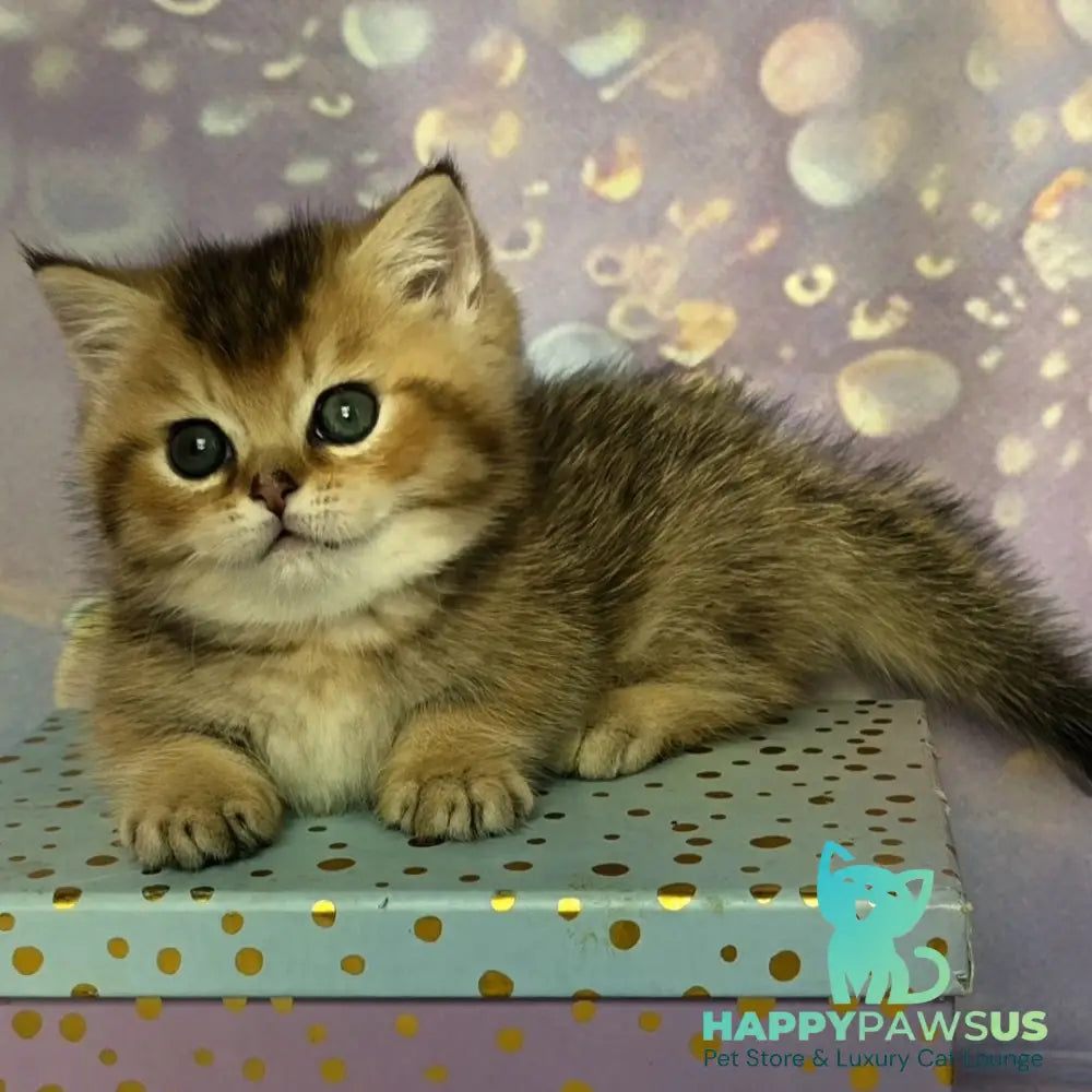 Bumble Munchkin male black golden ticked tabby - live animals