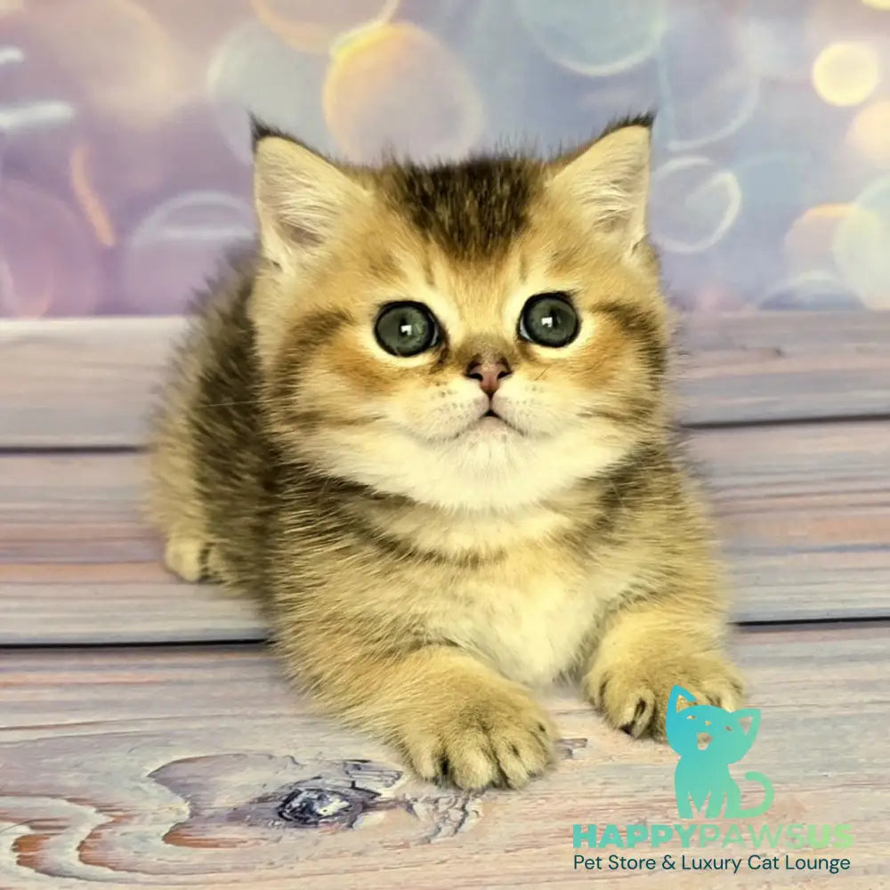 Bumble Munchkin male black golden ticked tabby - live animals