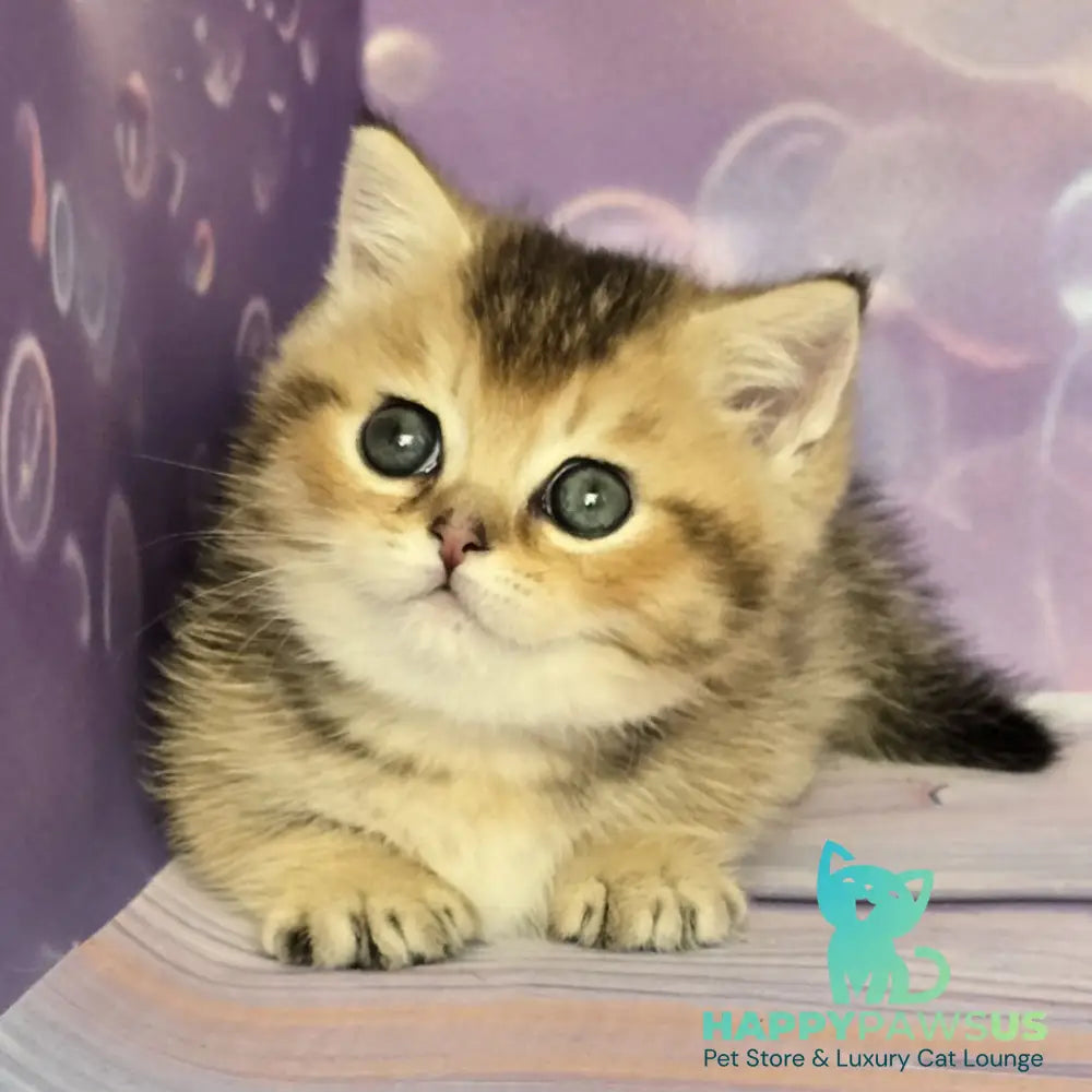 Bumble Munchkin male black golden ticked tabby - live animals