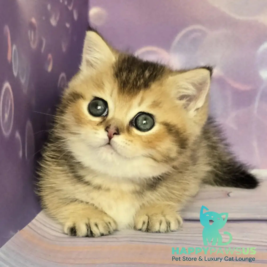 Bumble Munchkin male black golden ticked tabby - live animals