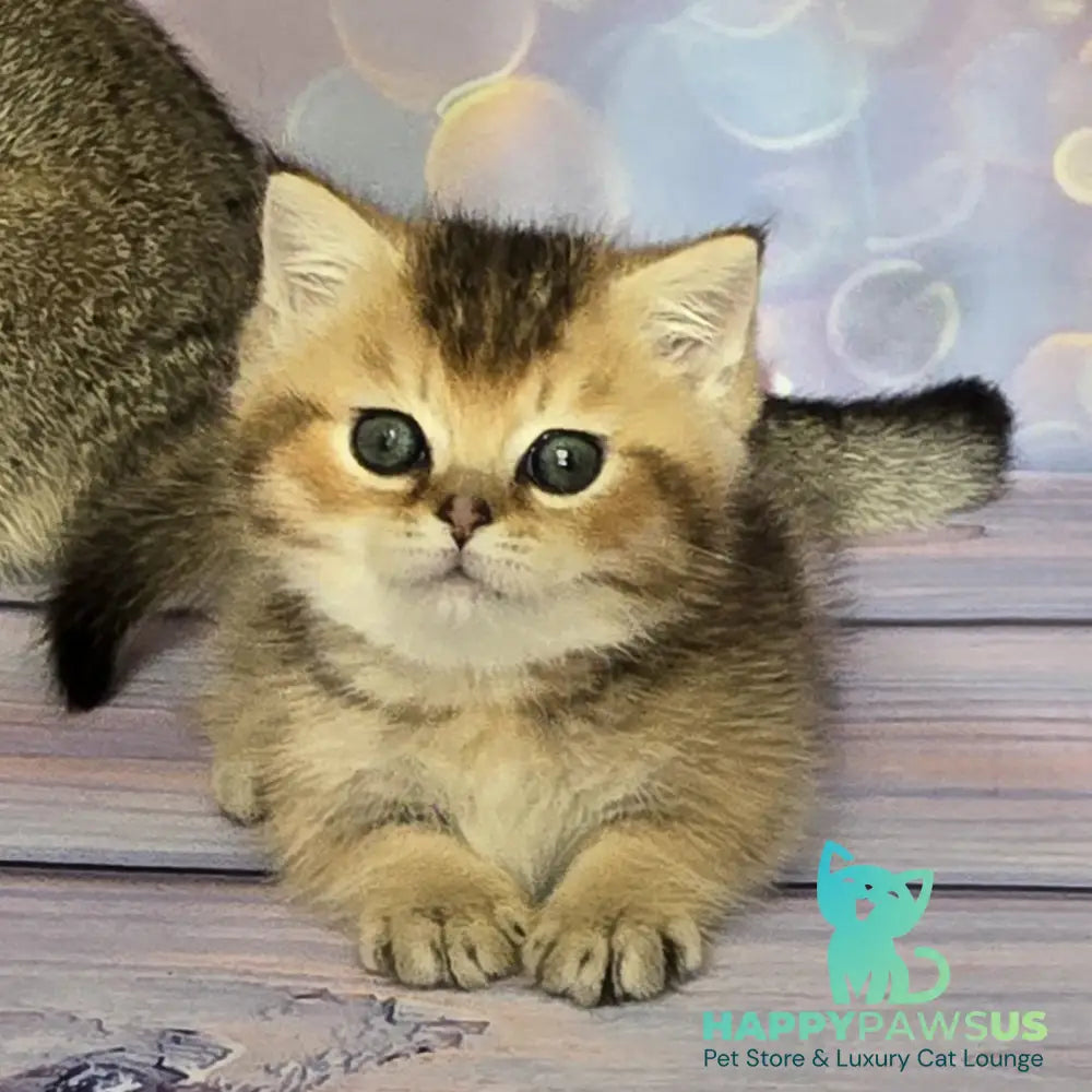 Bumble Munchkin male black golden ticked tabby - live animals