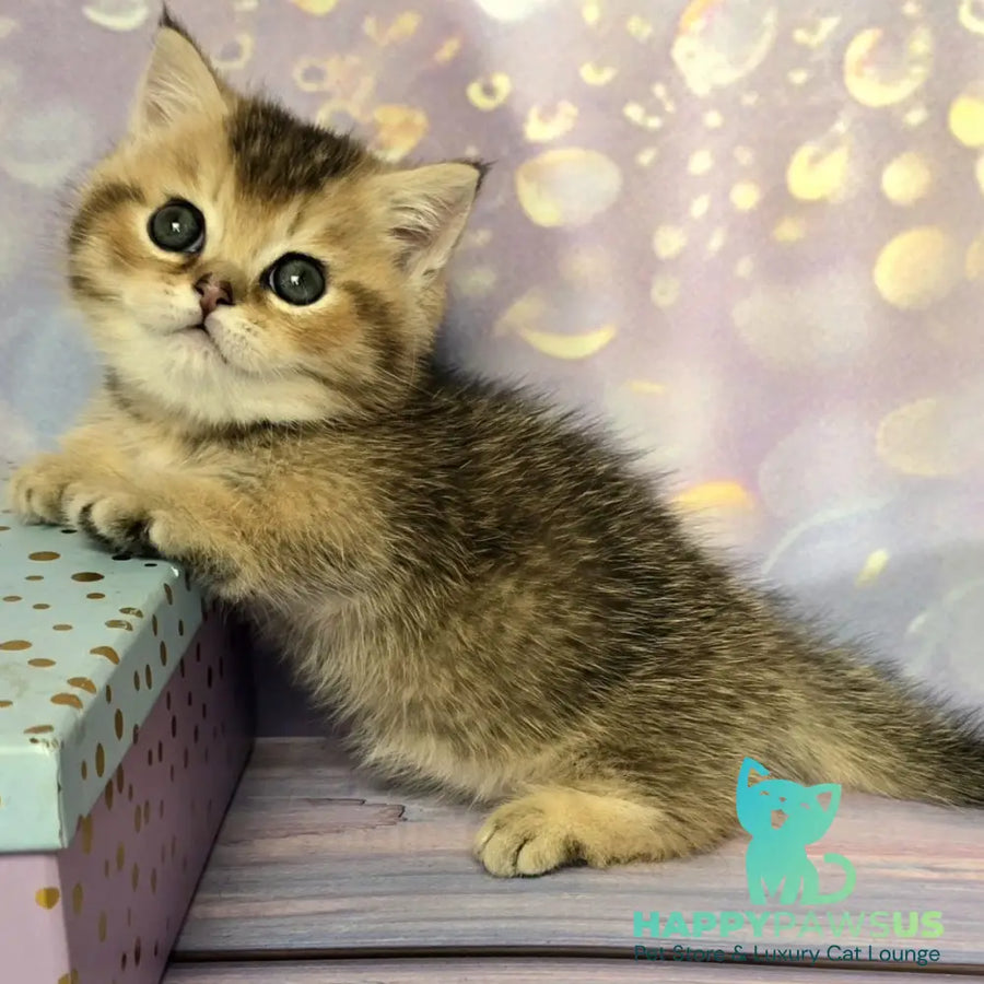Bumble Munchkin male black golden ticked tabby - live animals