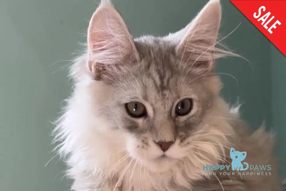 Bumblebee Maine Coon male black silver spotted tabby live animals