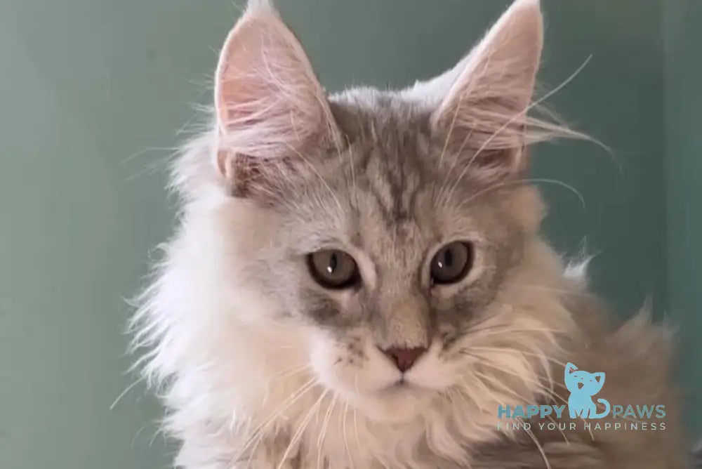 Bumblebee Maine Coon male black silver spotted tabby live animals