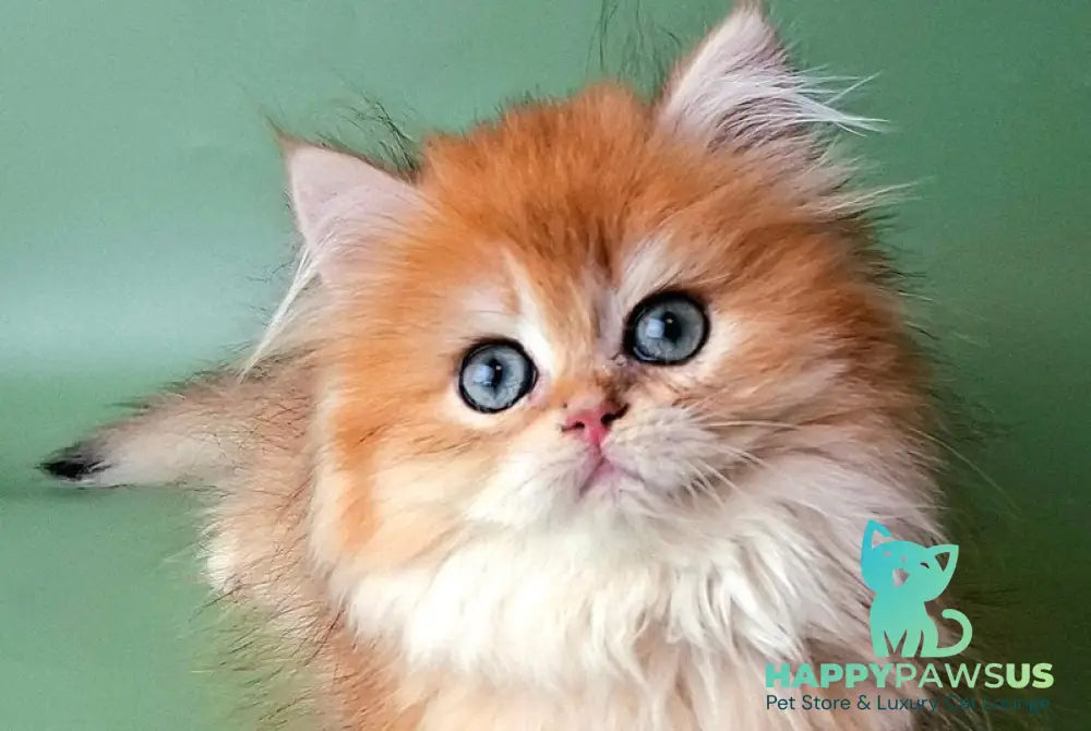 Burzhuy British Longhair male black golden chinchilla - live animals