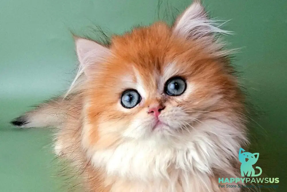 Burzhuy British Longhair male black golden chinchilla - live animals