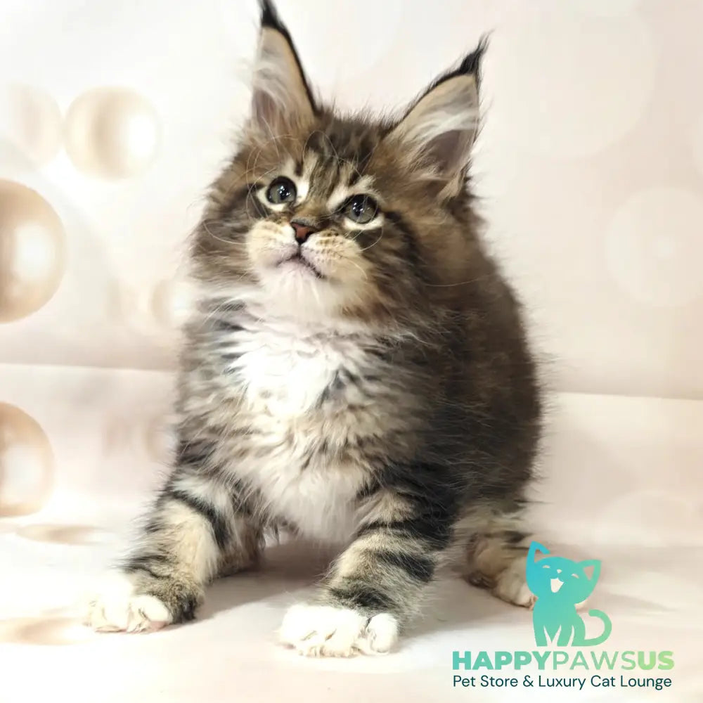 Business Maine Coon female black tabby with white - live animals