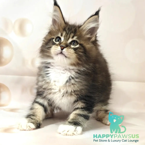 Business Maine Coon female black tabby with white - live animals