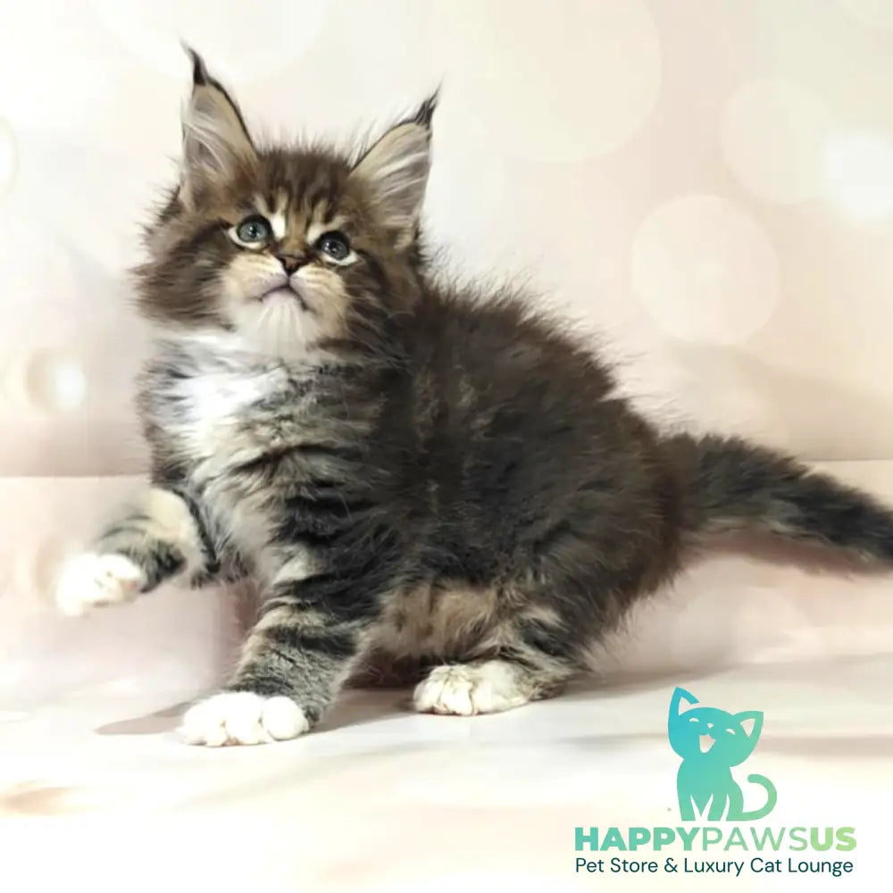 Business Maine Coon female black tabby with white - live animals