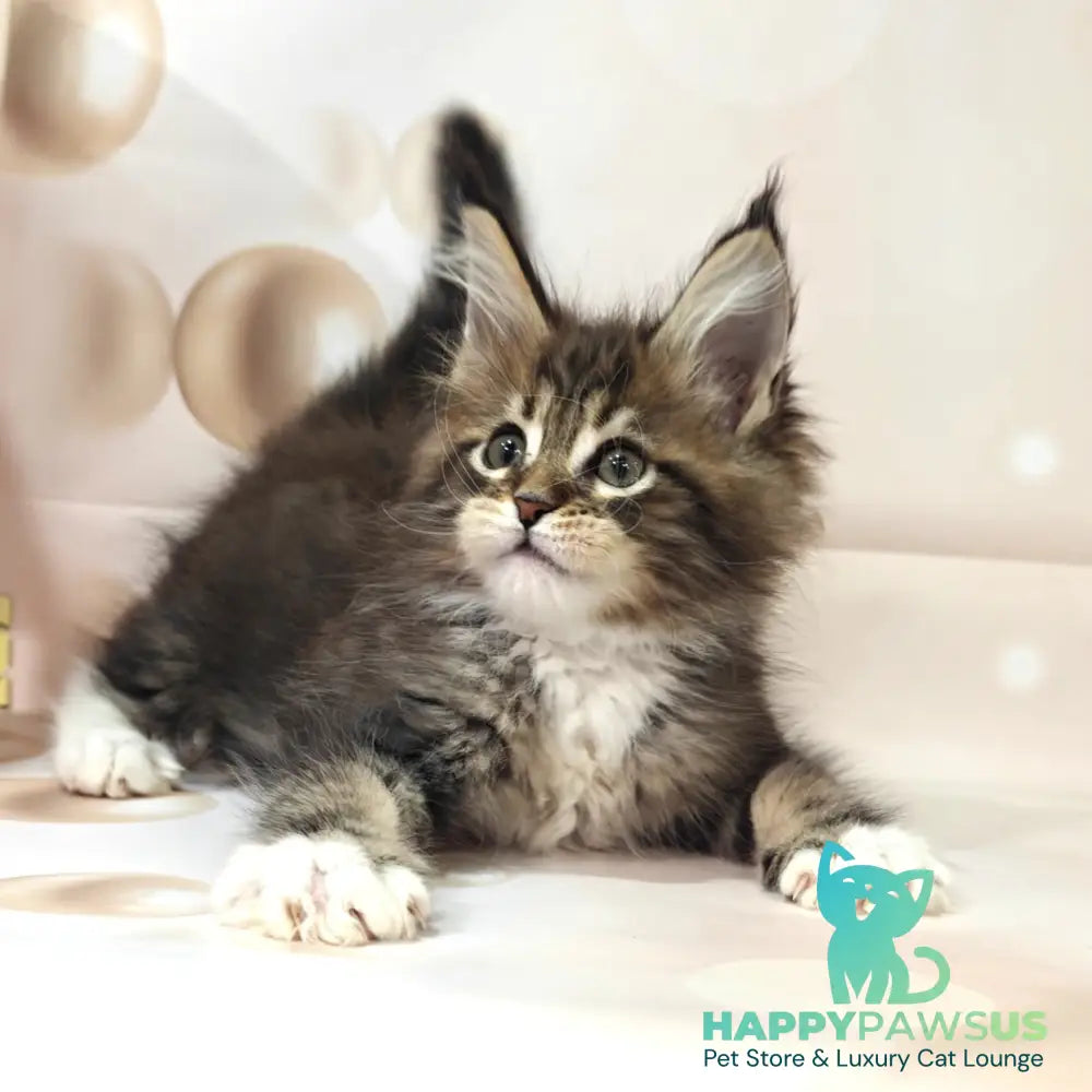 Business Maine Coon female black tabby with white - live animals
