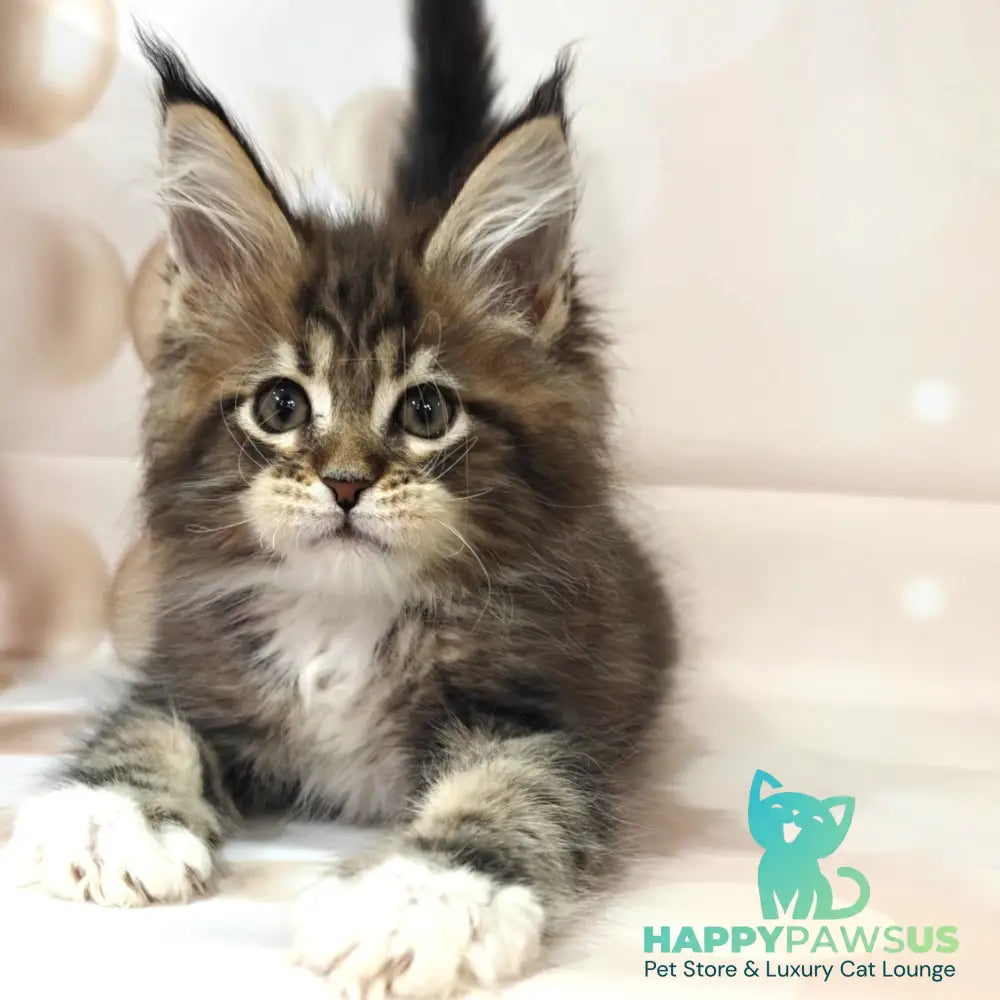 Business Maine Coon female black tabby with white - live animals