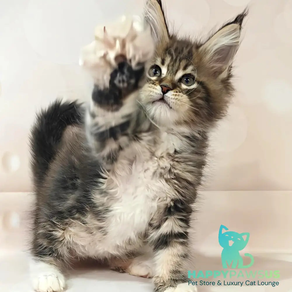 Business Maine Coon female black tabby with white - live animals