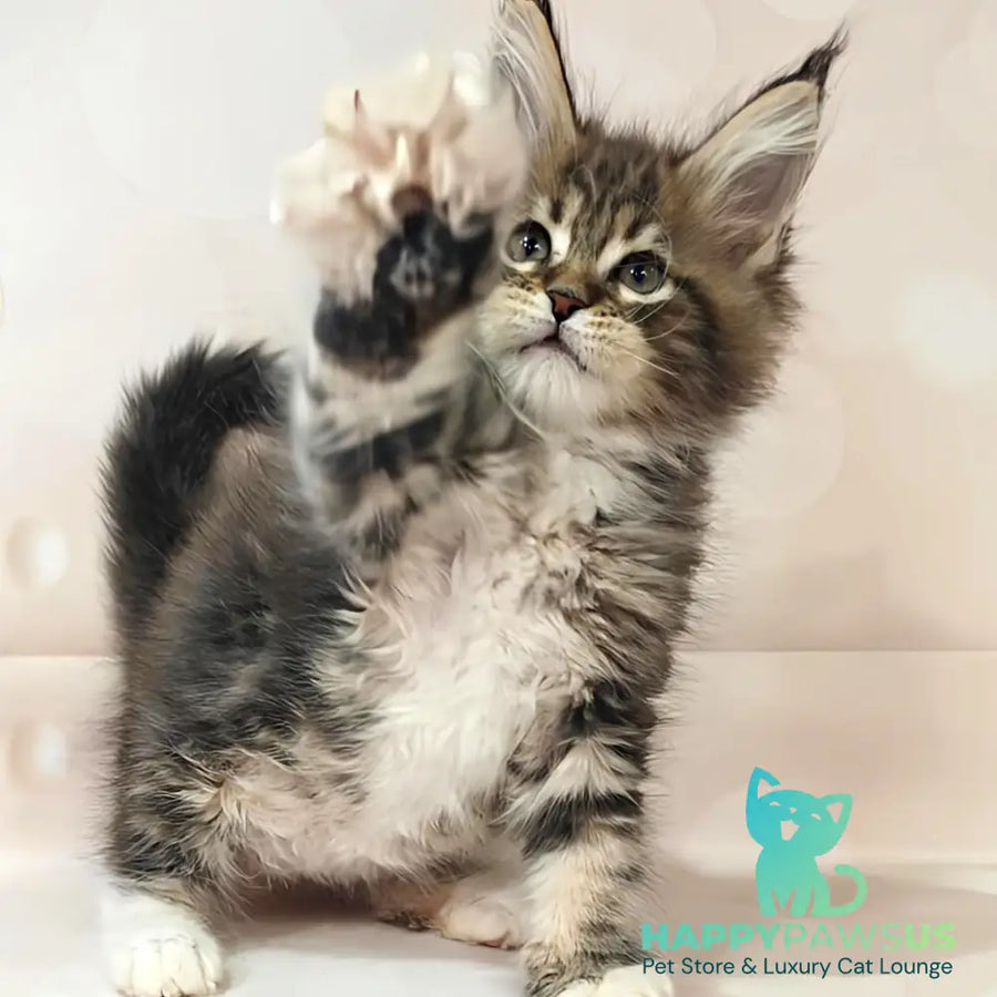 Business Maine Coon female black tabby with white - live animals