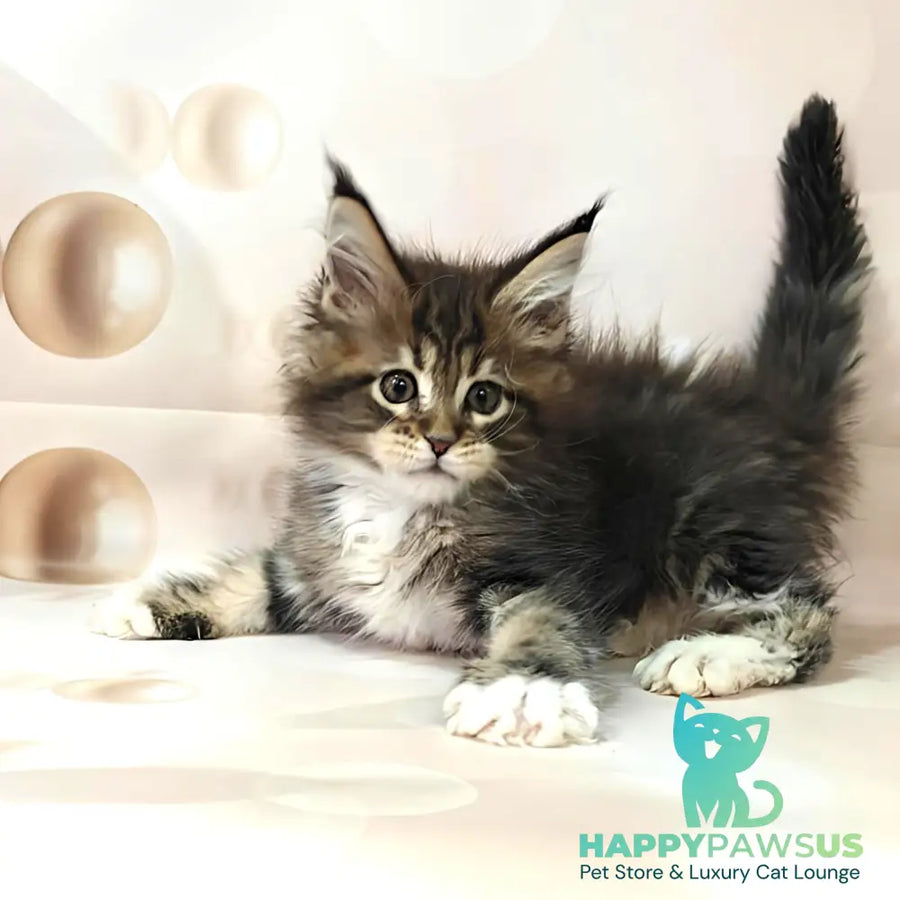 Business Maine Coon female black tabby with white - live animals