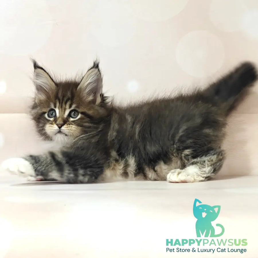 Business Maine Coon female black tabby with white - live animals
