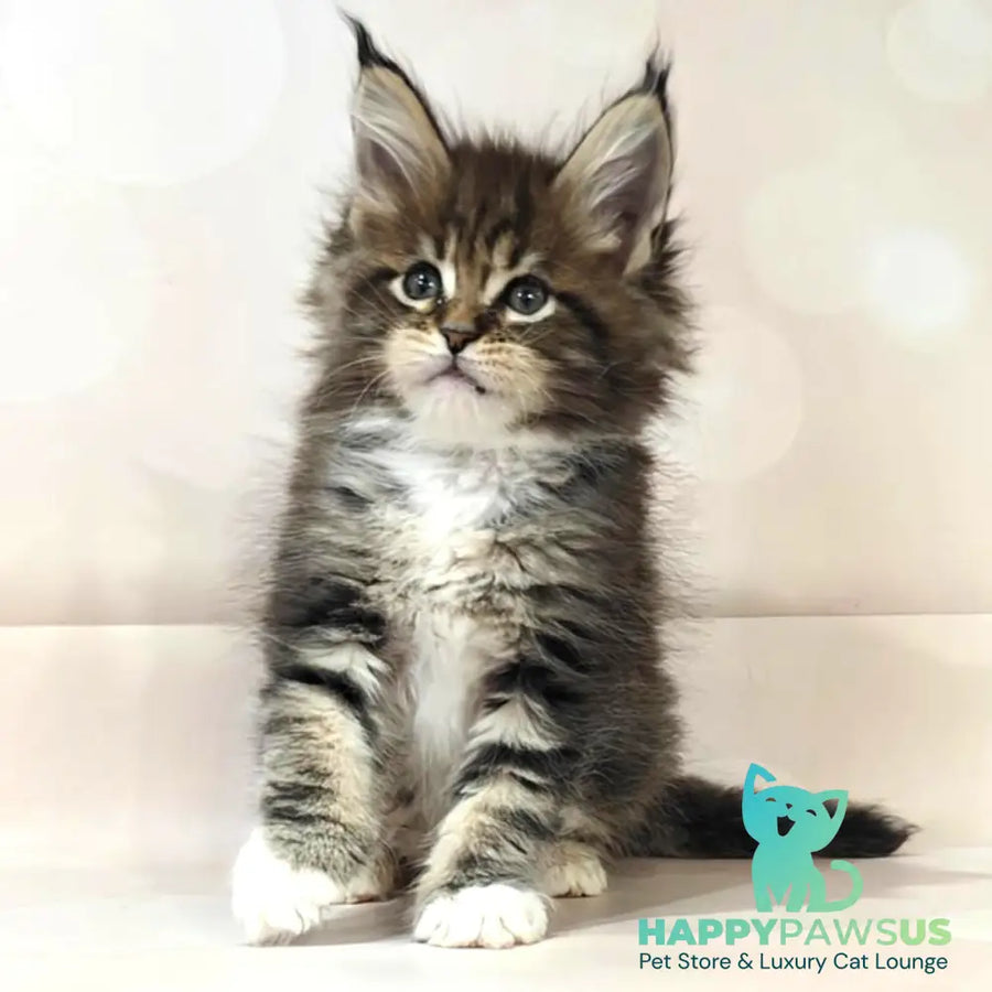 Business Maine Coon female black tabby with white - live animals