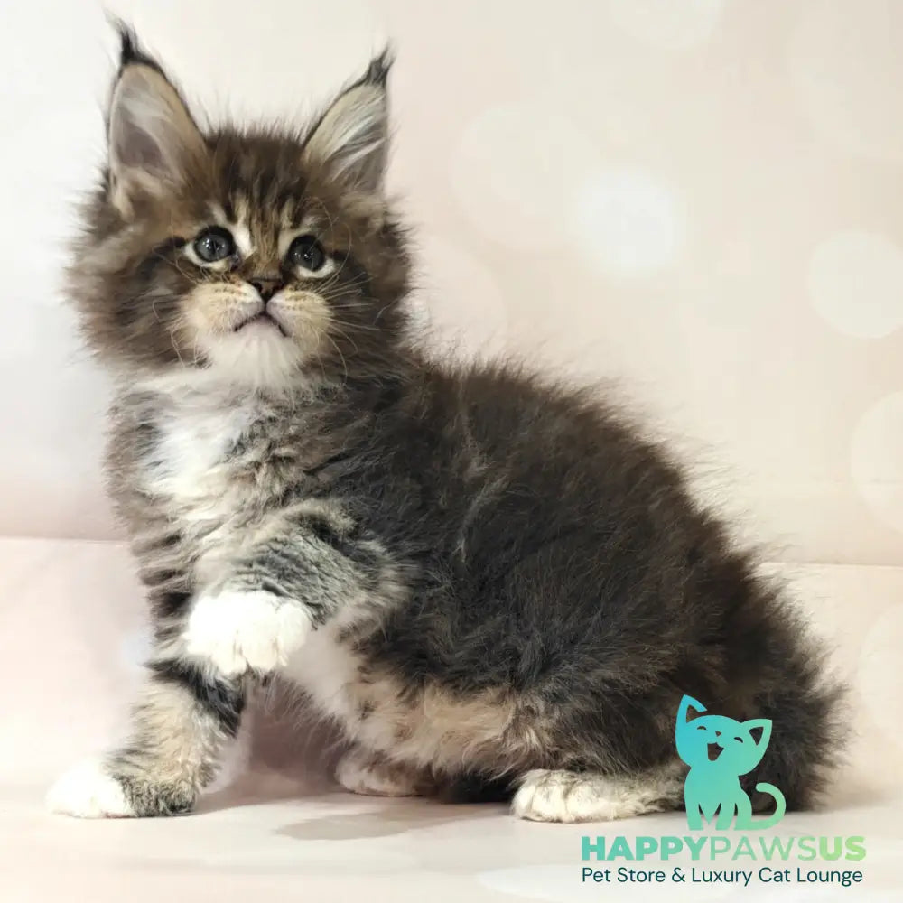 Business Maine Coon female black tabby with white - live animals