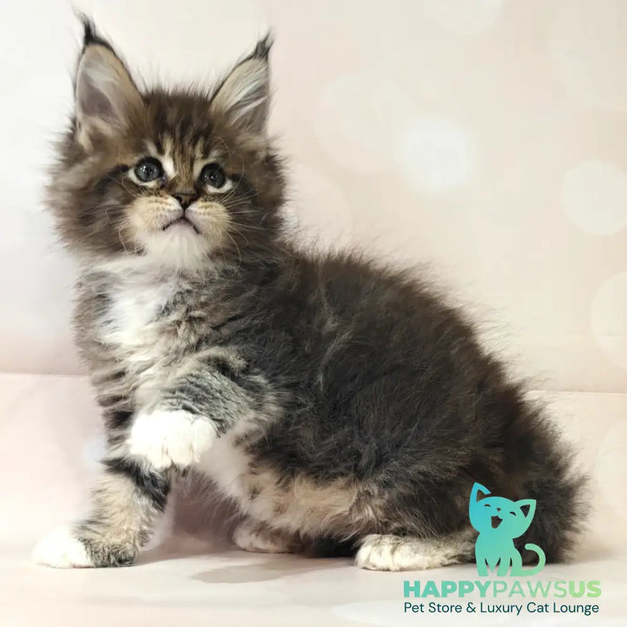 Business Maine Coon female black tabby with white - live animals