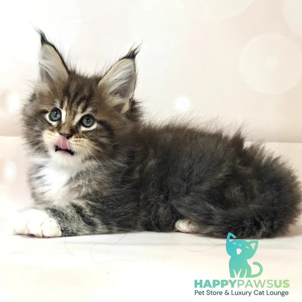 Business Maine Coon female black tabby with white - live animals