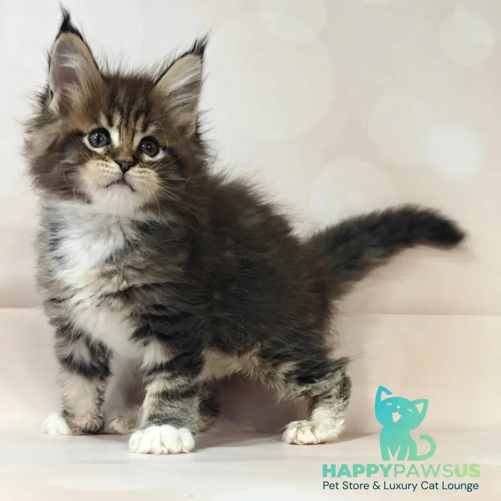 Business Maine Coon female black tabby with white - live animals