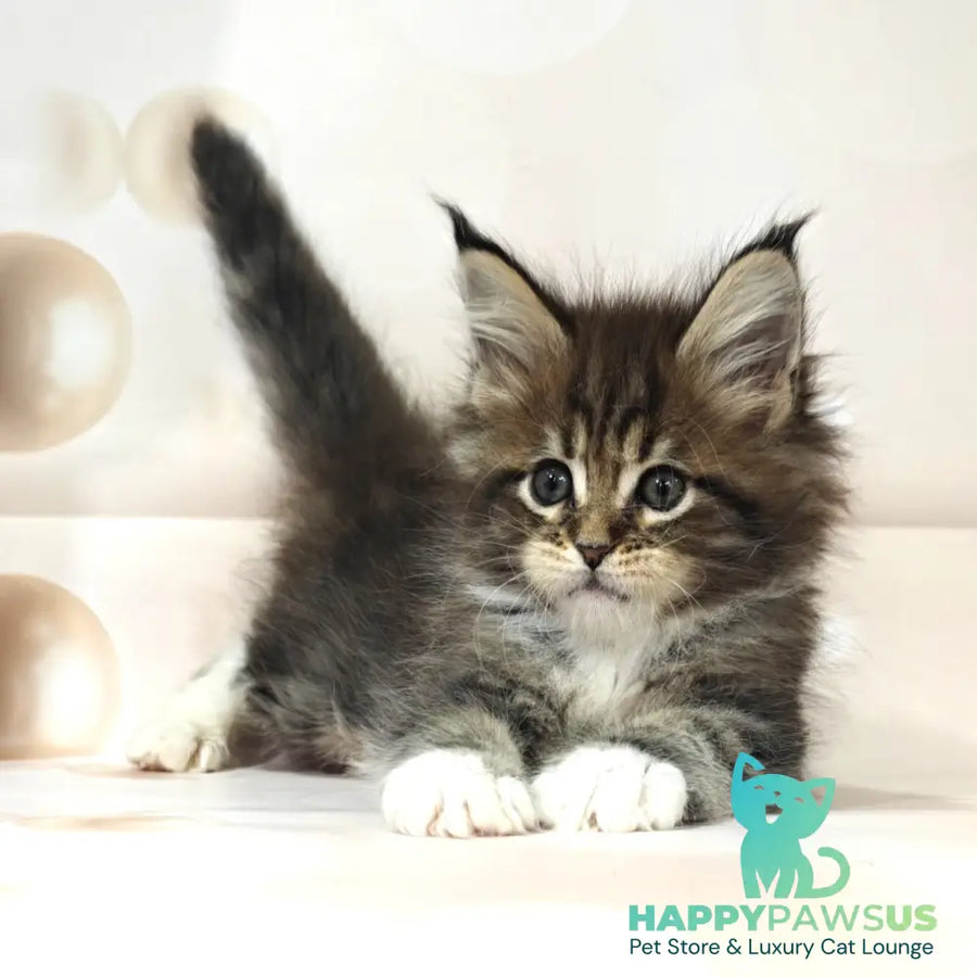 Business Maine Coon female black tabby with white - live animals