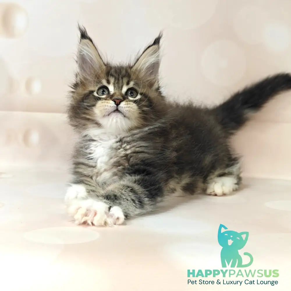 Business Maine Coon female black tabby with white - live animals