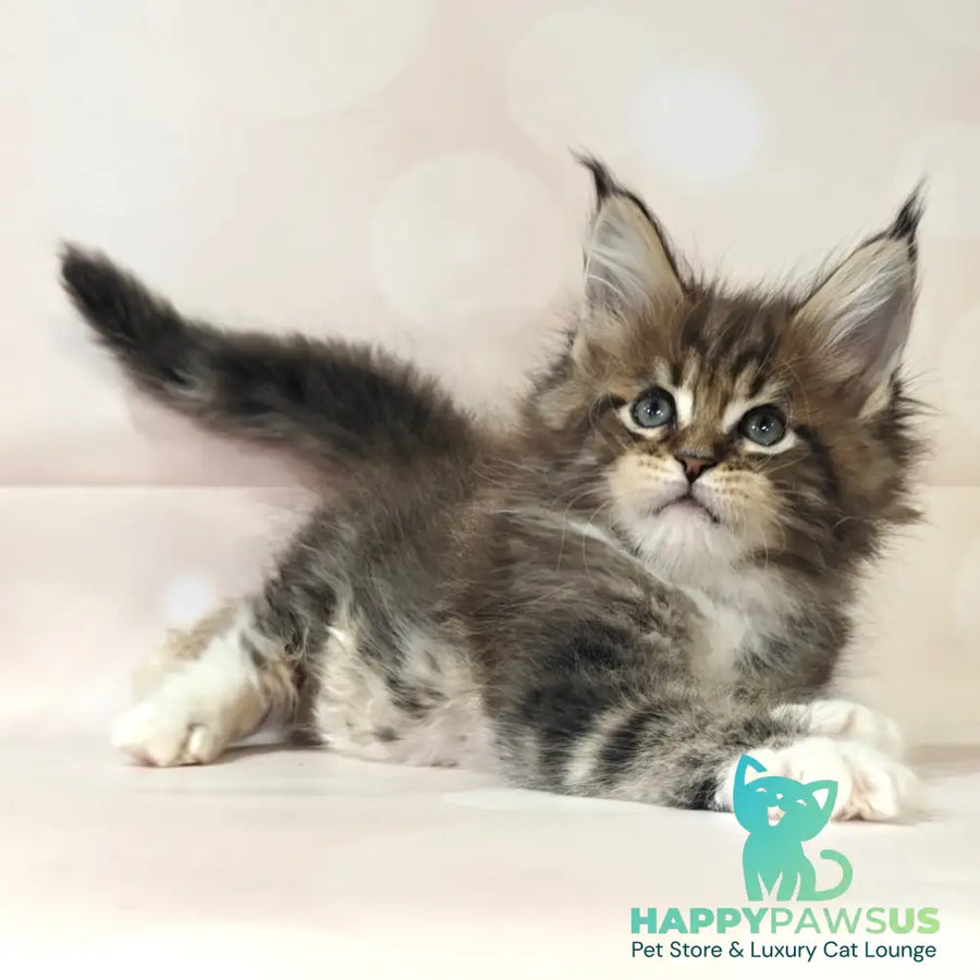 Business Maine Coon female black tabby with white - live animals