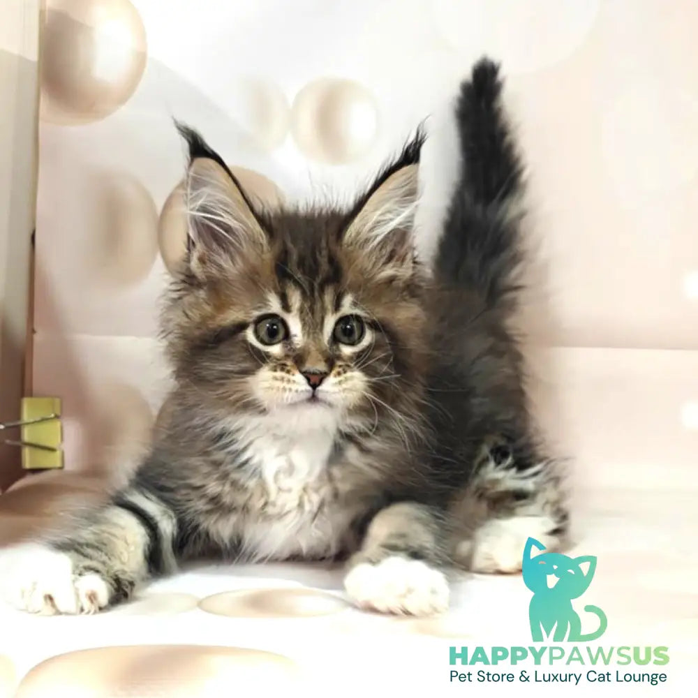 Business Maine Coon female black tabby with white - live animals