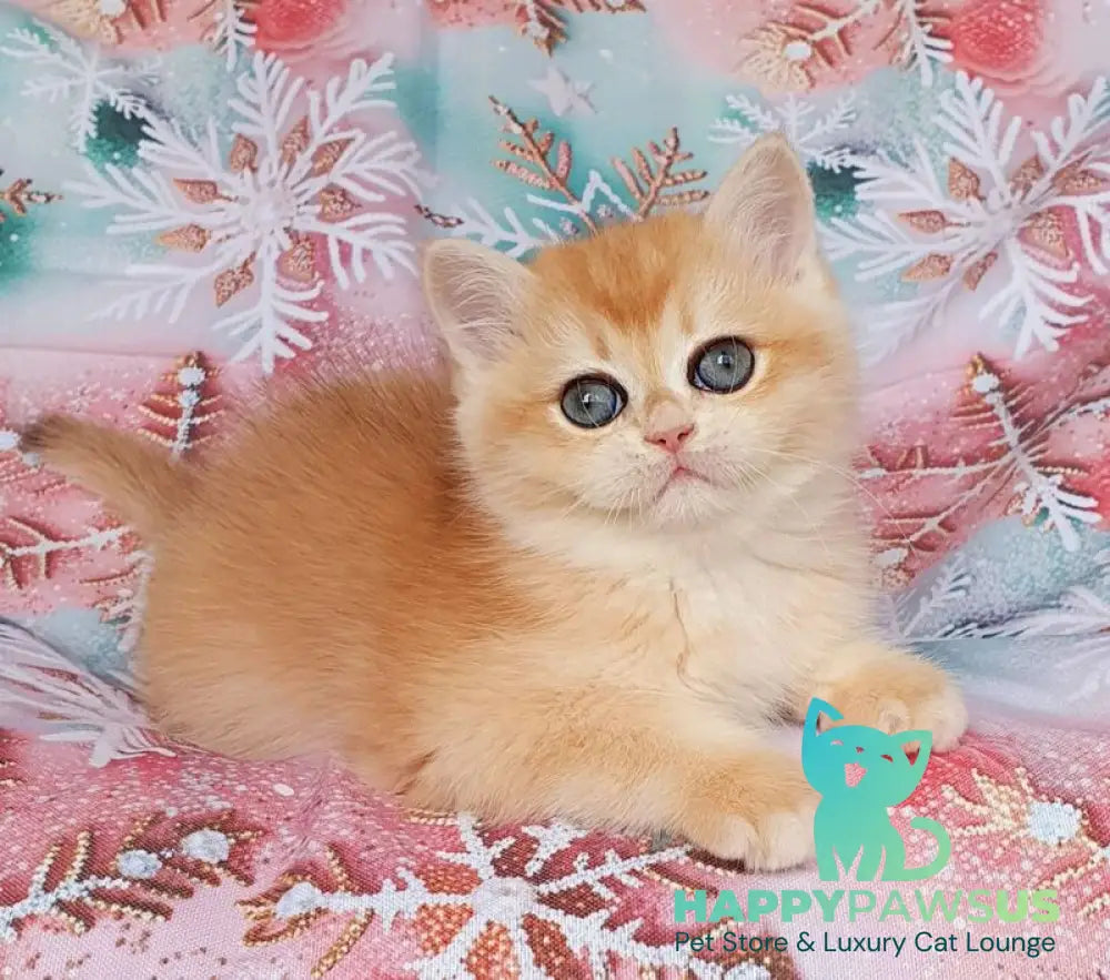 Businka British Shorthair female black golden chinchilla live animals