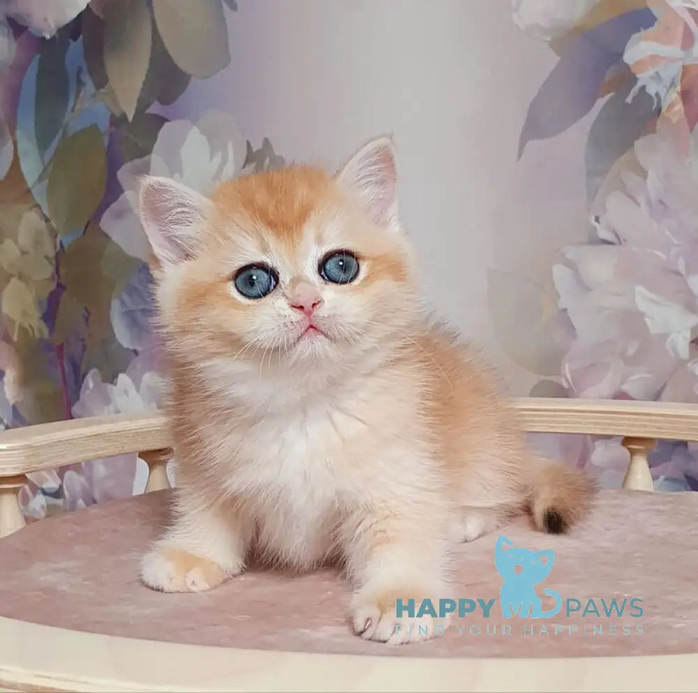 Businka British Shorthair female black golden chinchilla live animals