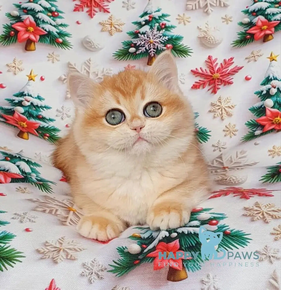 Businka British Shorthair female black golden chinchilla live animals