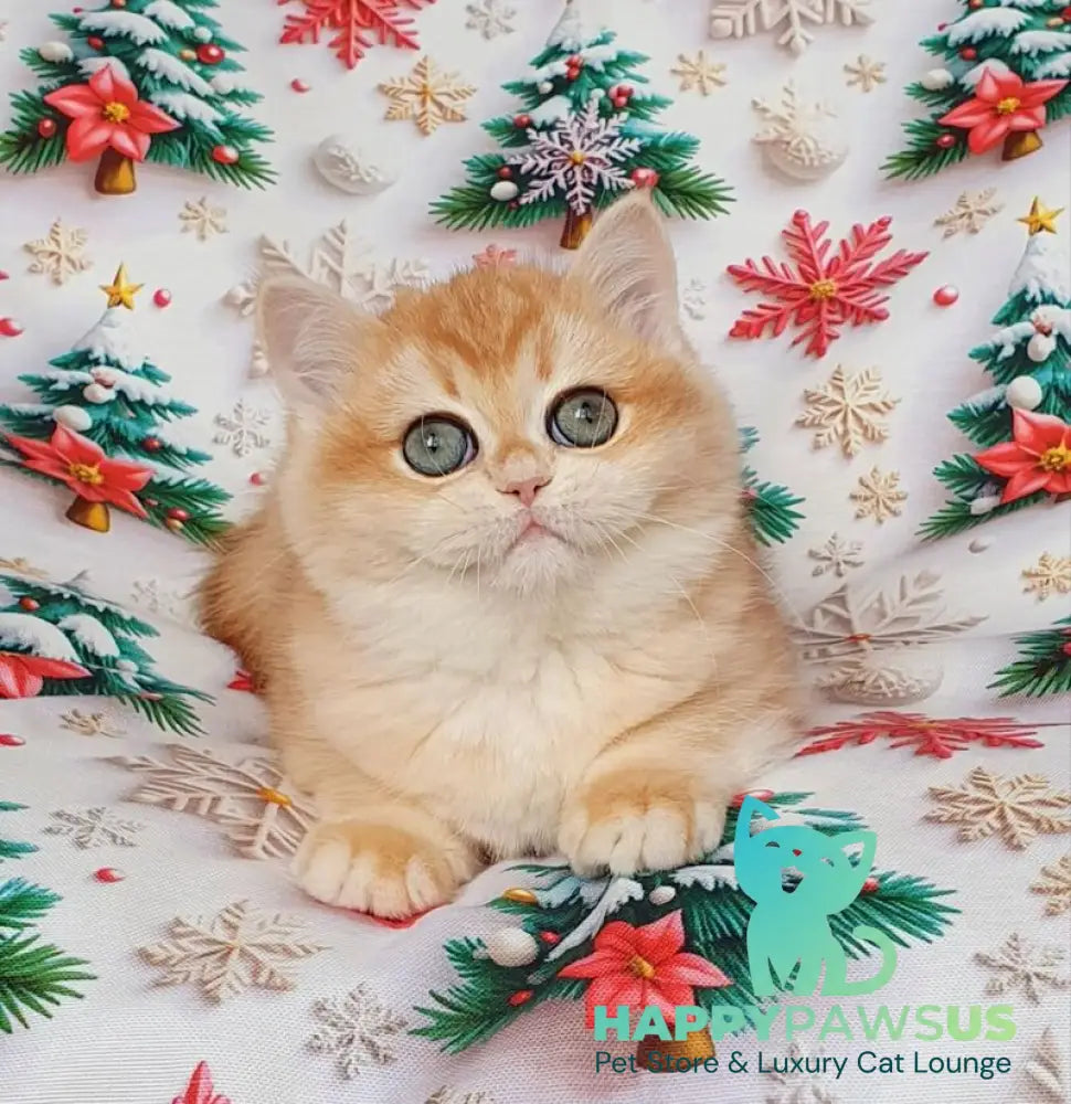 Businka British Shorthair female black golden chinchilla live animals