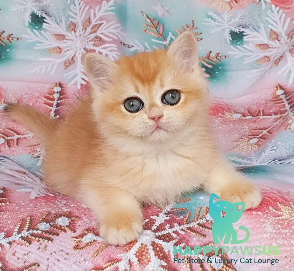 Businka British Shorthair female black golden chinchilla live animals