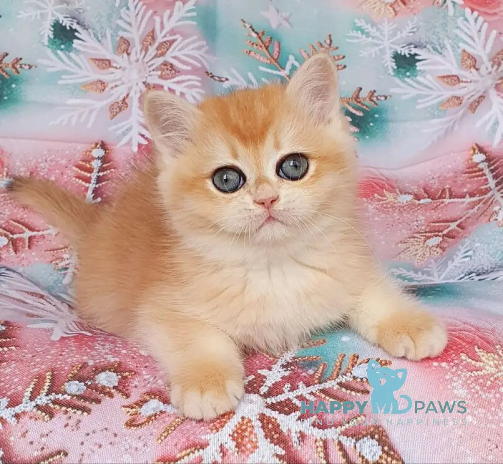 Businka British Shorthair female black golden chinchilla live animals