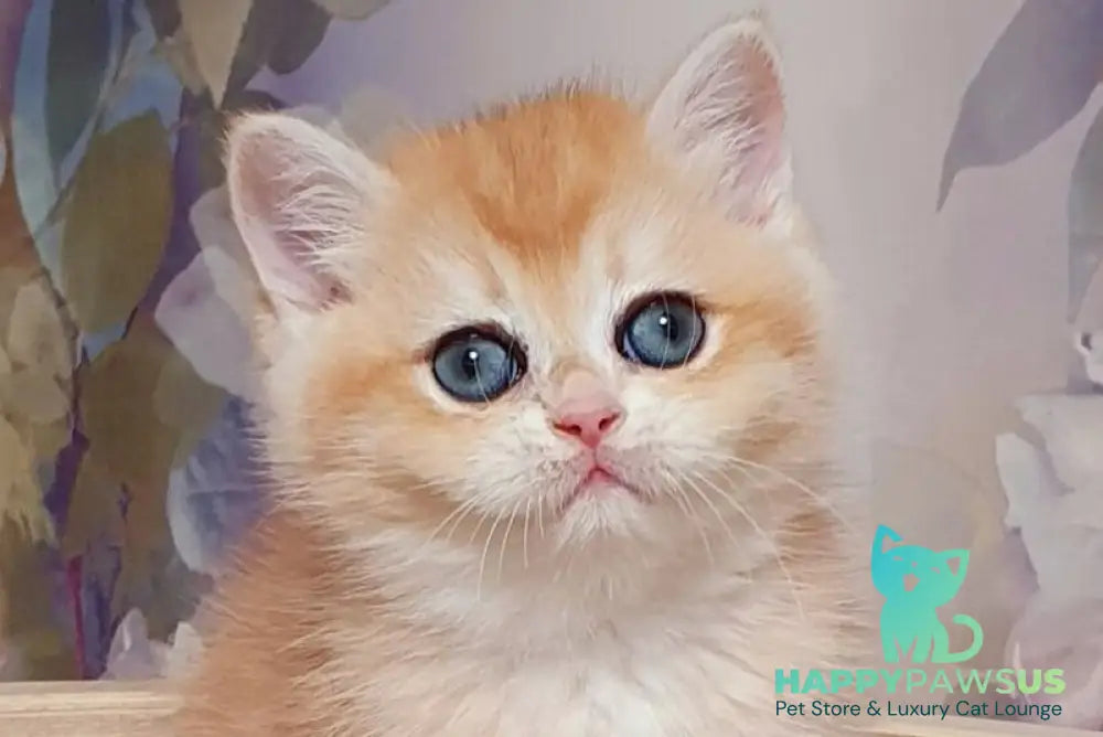 Businka British Shorthair female black golden chinchilla live animals