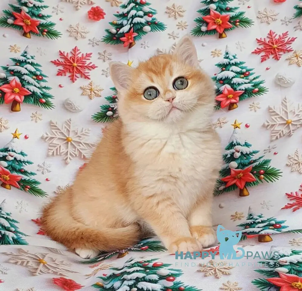 Businka British Shorthair female black golden chinchilla live animals