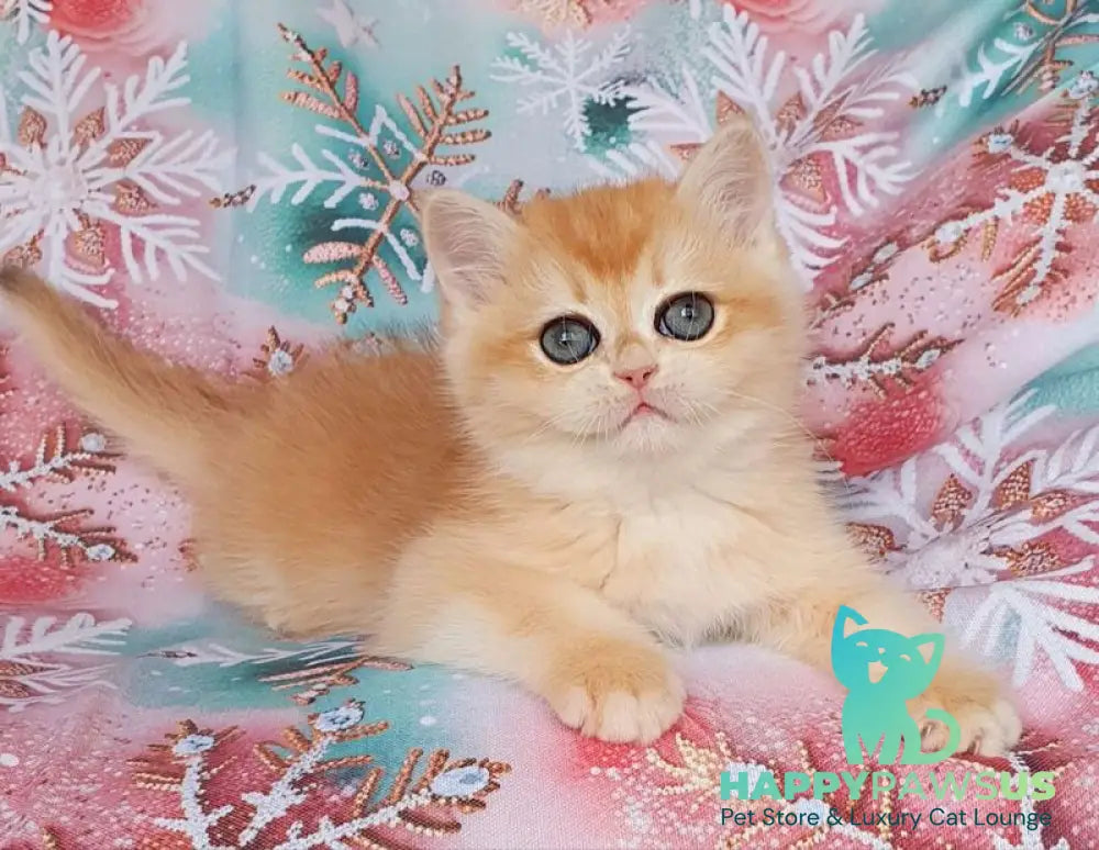 Businka British Shorthair female black golden chinchilla live animals