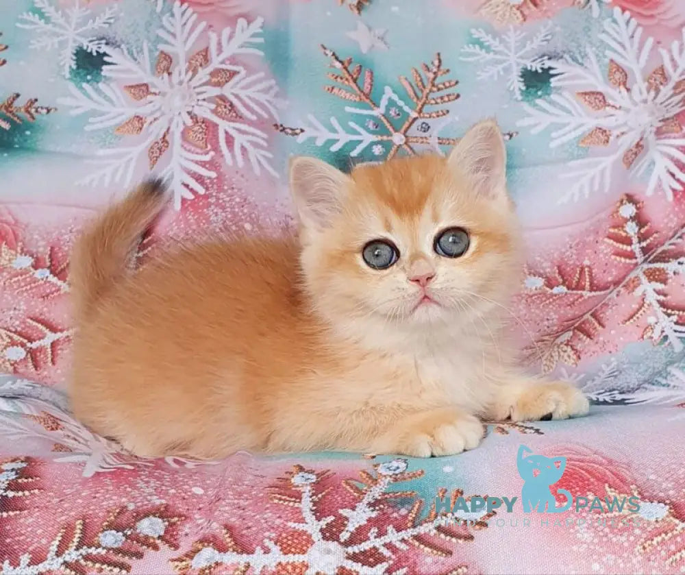Businka British Shorthair female black golden chinchilla live animals