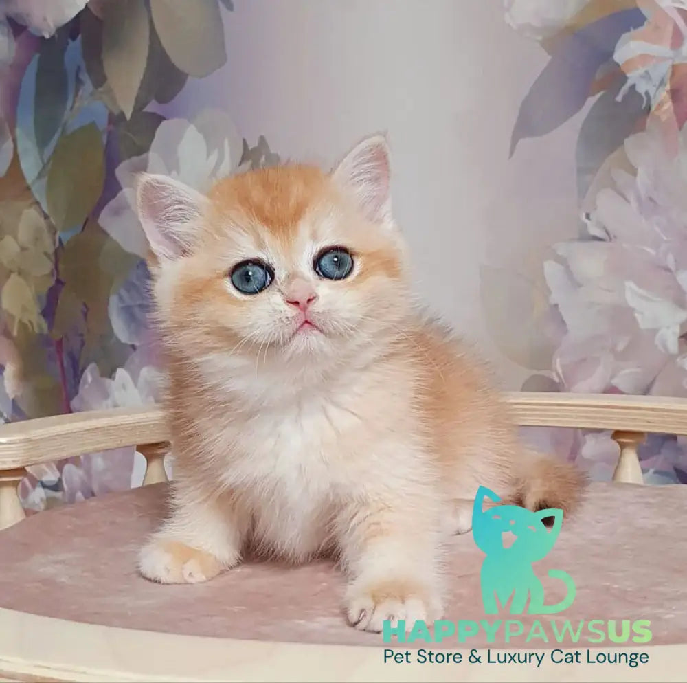 Businka British Shorthair female black golden chinchilla live animals