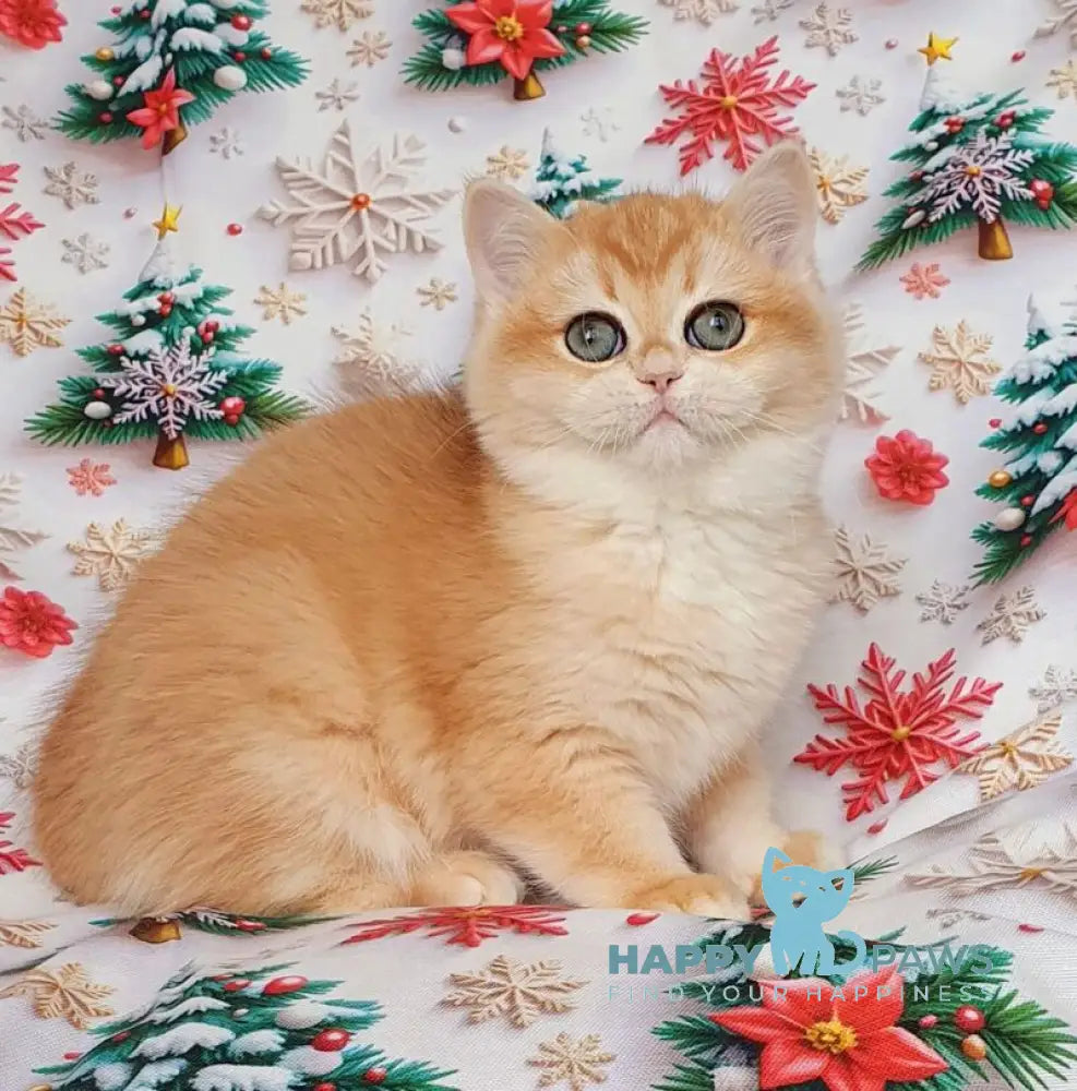 Businka British Shorthair female black golden chinchilla live animals